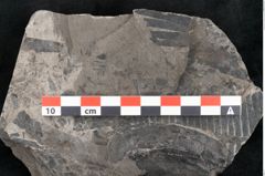 Foto (Detailansicht) von Taeniopteris vittata Brongniart (NHMW-GEO-2024-0188-10487)